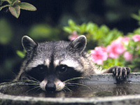 Racoon